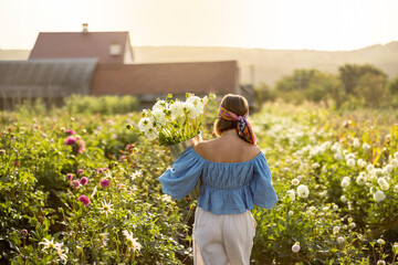 Beautiful woman walks with freshly picked up dahlia flowers on flower garden with farm house on...