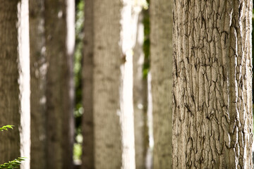 Close-up of straight Pamir poplar trunks. High contrast close-up of brightly sunlit trees trunks...
