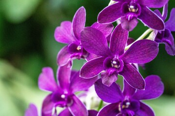 Closeup shot of purple orchid flowers on blurred background