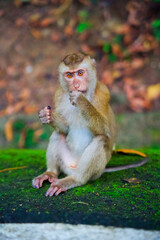 A sitting monkey eating 