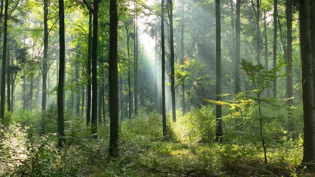 Sunny morning in green forest - aerial view