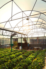 Large greenhouse with beds sprouted strawberry sprouts