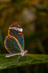 Greta oto butterlfy in a botanical garden