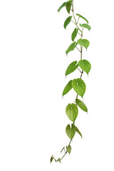 Hanging vine liana plant with heart shaped green leaves of purple yam or winged yam (Dioscorea...