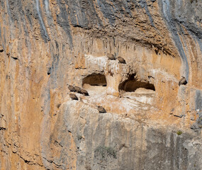 rocky outcrops and caves that are home to Spanish Griffon vultures, Eurasion griffons (Gyps fulvus) in summer sunshine