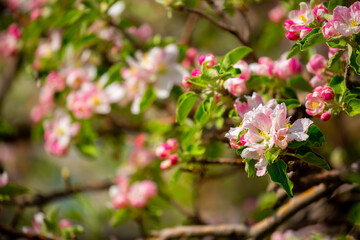 Spring blooming sakura trees. Pink flowers Sakura Spring landscape with blooming pink tree. Beautiful sakura garden on a sunny day.Beautiful concept of romance and love with delicate flowers.