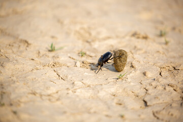 A scarab beetle rolls a ball of dung through the desert of Egypt. Dung beetle rolling a dung ball. Insect life, wildlife.