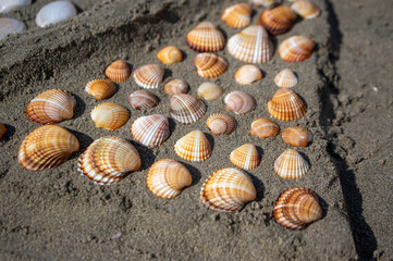Cerastoderma edule common cockle empty seashells on sandy beach, simplicity background pattern in...