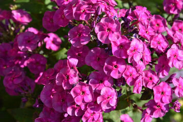 Phlox paniculata on a plant close-up. Beautiful pink phlox flowers in the summer garden.