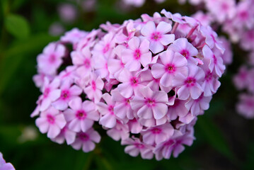 Phlox paniculata on a plant close-up. Beautiful pink phlox flowers in the summer garden.