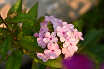Fototapeta premium Phlox paniculata on a plant close-up. Beautiful pink phlox flowers in the summer garden.