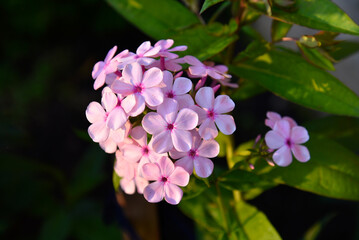 Phlox paniculata on a plant close-up. Beautiful pink phlox flowers in the summer garden.