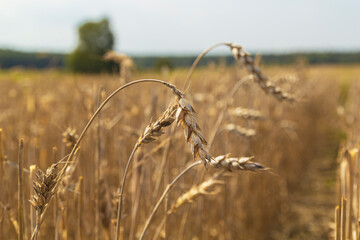 Poor wheat harvest. Dried wheat fields.Wheat bad harvest