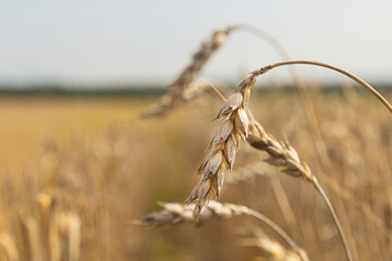 Drought on cereal fields. Dried wheat fields.Wheat bad harvest