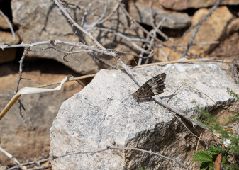 closeup of a summer grayling or rock grayling (Hipparchia semele) butterfly