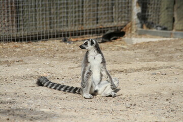 Lemuridae (Makigiller)