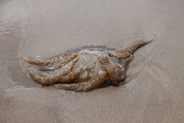 Jellyfish on the coast 