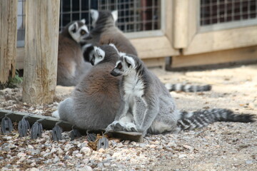 Lemuridae (Makigiller)