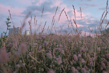 Obraz premium reeds at sunset