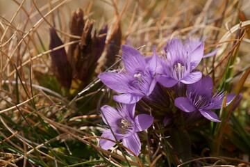Mountain purple dwarf flower  - German gentian; Gentianella germanica 