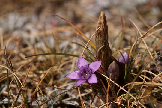 Mountain purple dwarf flower  - German gentian; Gentianella germanica 