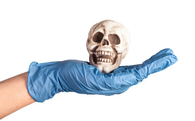 Skull, head bone on hand of doctor close up, isoalted on white background