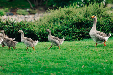 group of geese