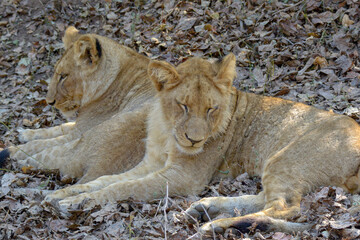 Lions in the wild, Zambia