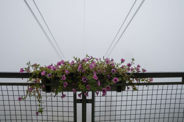 A box of flowers by the cable car in the fog At the Alps. Mix of flowers and colors. General contest of the European Alps