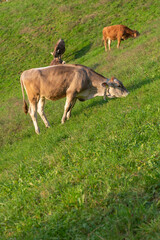 cows in the field