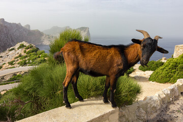 Goat in Formentor cap in Mallorca (Spain)
