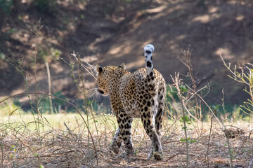 Leopard in the wild, Zambia