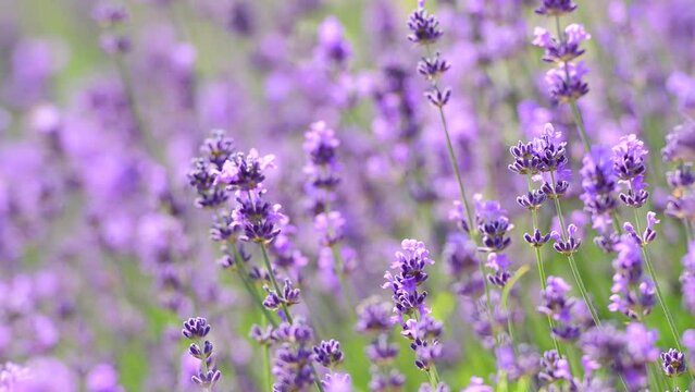 Lavender flowers close up 