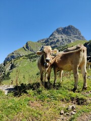 Kühe auf der Wiese iim Gebirge