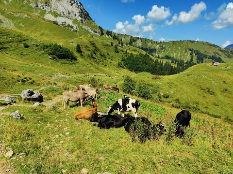 K&uuml;he auf der Wiese iim Gebirge