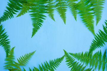 Fototapeta na wymiar fern leaves on a rough concrete background. 