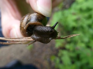 Snail. A pest for the garden.
