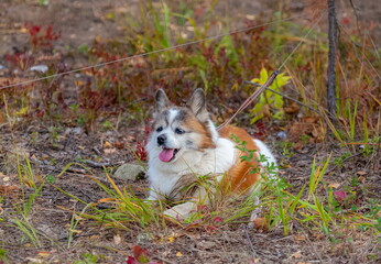 Dog on a leash close-up in the autumn forest