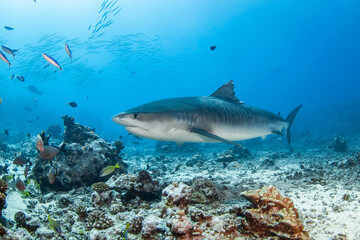 Tiger shark