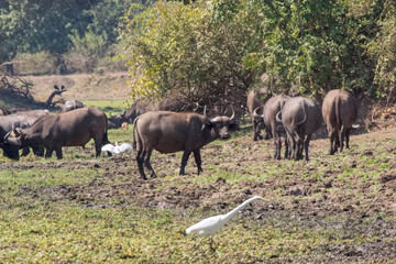 African Buffalo in the wild, Zambia