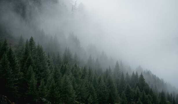 Mysterious photography of cloudy trees in the swiss alps