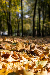 Autumn leaves in the park. 