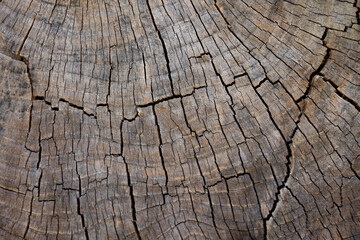 Old wooden texture. Wood background. Wooden texture with cracks.