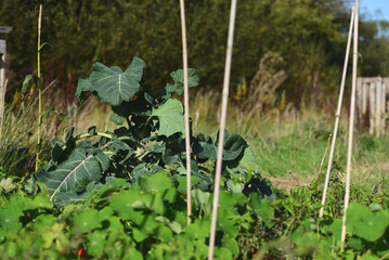 Broccoli growing amongst nasturtiums in early autumn on an allotment