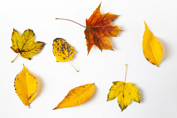 Autumn leaves isolated on white. Autumn leaves of different types.