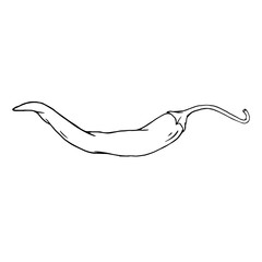 Botanical line sketch of hot mexican chili pepper.Vector graphic.