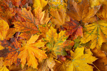Naklejka na ściany i meble Autumn leaves background. Maple autumn leaves. Autumn background with leaves.