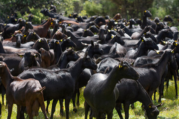 Flock of spanish manchegan goats, black and brown, going back home.