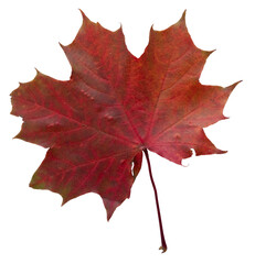 red maple leaf isolated on transparent background autumn fall