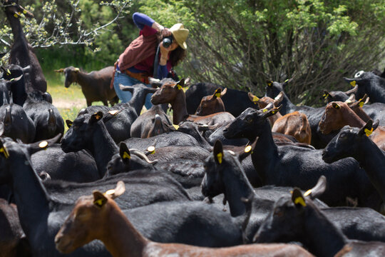 Female photographer taking photos of a flock of manchegan sheep